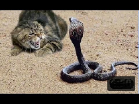 Top 10 animal fights CAT and SNAKE