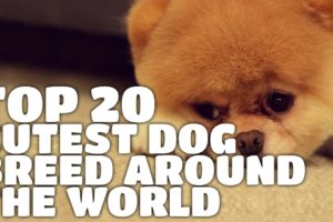 Top 20 Cutest Dog Breed Around The World