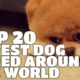 Top 20 Cutest Dog Breed Around The World