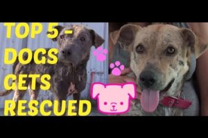 Top 5 Amazing Videos Of Dogs Getting Rescued