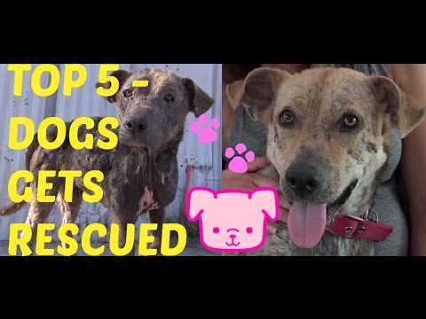 Top 5 Amazing Videos Of Dogs Getting Rescued