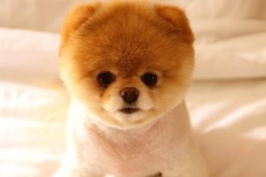Top 7 Cutest Puppies in the world