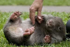 Top Cutest Wombats Videos Compilation 2018 - Funny Animals [BEST OF]