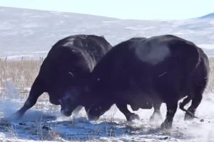 Top EXTREME CRAZIEST Animal Fights Amazing Bull Battle VERSUS Buffalo Attacks Caught On Camera