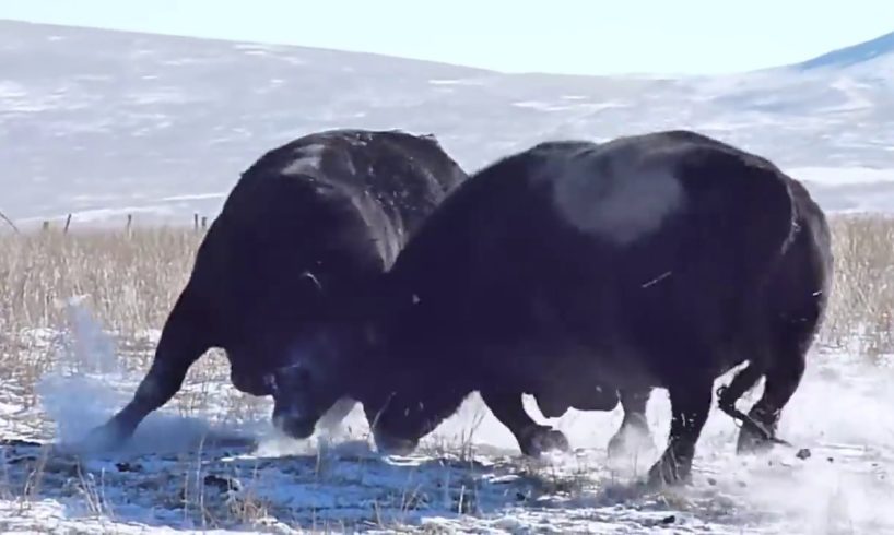 Top EXTREME CRAZIEST Animal Fights Amazing Bull Battle VERSUS Buffalo Attacks Caught On Camera