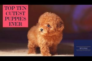 Top ten cutest puppies ever