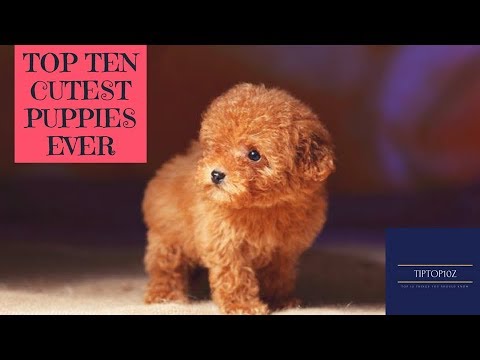 Top ten cutest puppies ever