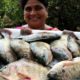 Traditional Village fish fry || Full fish Fry || Traditional Fish Fry || Country foods