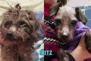 Transformed Rescued Dogs Loving Life in Their New Homes | PETA Animal Rescues