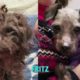 Transformed Rescued Dogs Loving Life in Their New Homes | PETA Animal Rescues