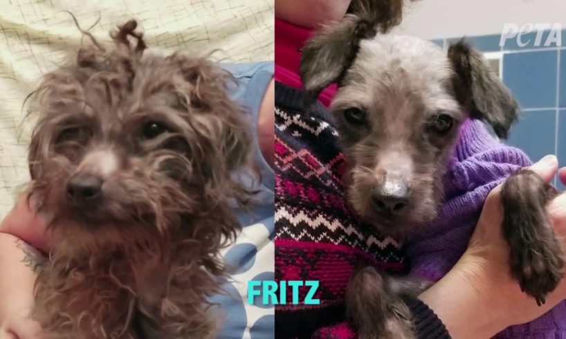 Transformed Rescued Dogs Loving Life in Their New Homes | PETA Animal Rescues