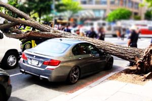 Trees vs Cars - Trees falling on Cars compilation