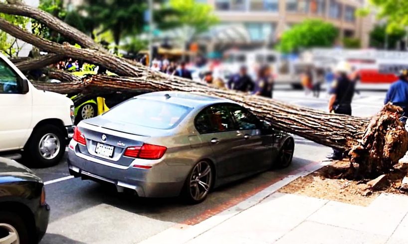 Trees vs Cars - Trees falling on Cars compilation