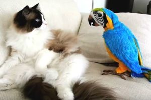 Try Not To Laugh Challenge - Funny bird videos awesome compilation 2017