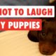 Try Not To Laugh | Funny Puppies Video Compilation 2017