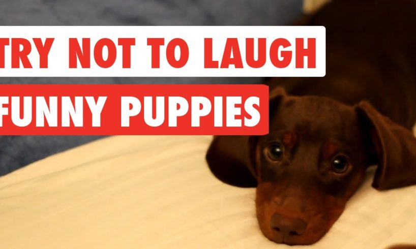 Try Not To Laugh | Funny Puppies Video Compilation 2017
