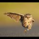 Two Owls Playing Ball | Funny Animals 2016