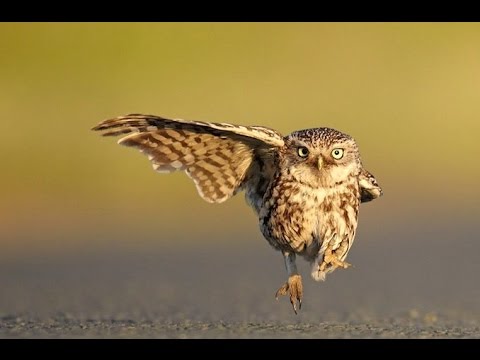 Two Owls Playing Ball | Funny Animals 2016