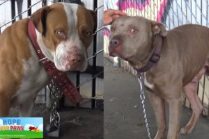 Two Pit Bulls tied with chains and locks abandoned under the freeway.