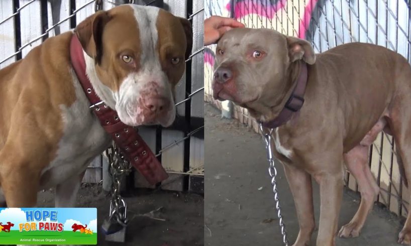 Two Pit Bulls tied with chains and locks abandoned under the freeway.