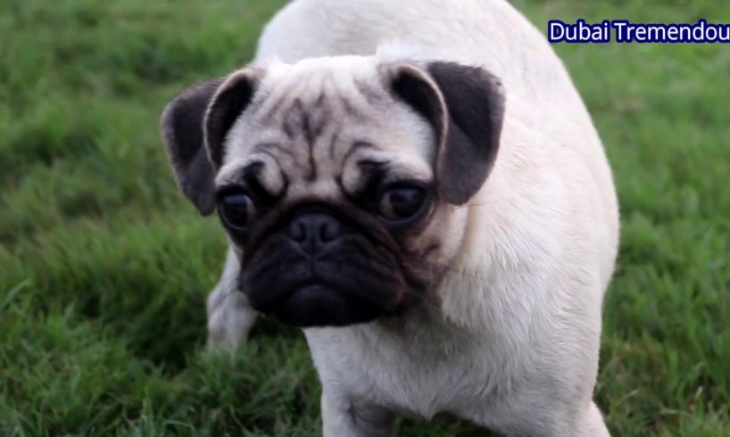 Ultimate Cutest Puppies Playing