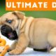 Ultimate FUNNY DOGS & CUTE PUPPIES of 2018 | Try Not to Laugh Animals & Pets Compilation April