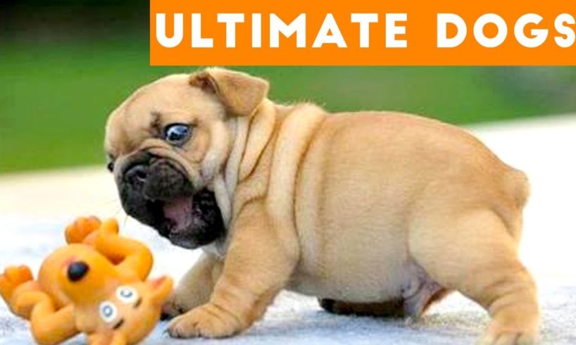 Ultimate FUNNY DOGS & CUTE PUPPIES of 2018 | Try Not to Laugh Animals & Pets Compilation April