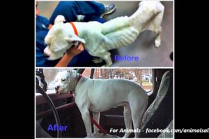 Unbelievable Before & After Rescue Dog Transformations