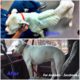 Unbelievable Before & After Rescue Dog Transformations