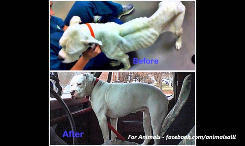 Unbelievable Before & After Rescue Dog Transformations