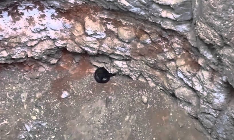Video: These Daring Animal Rescues Will Brighten Your Day