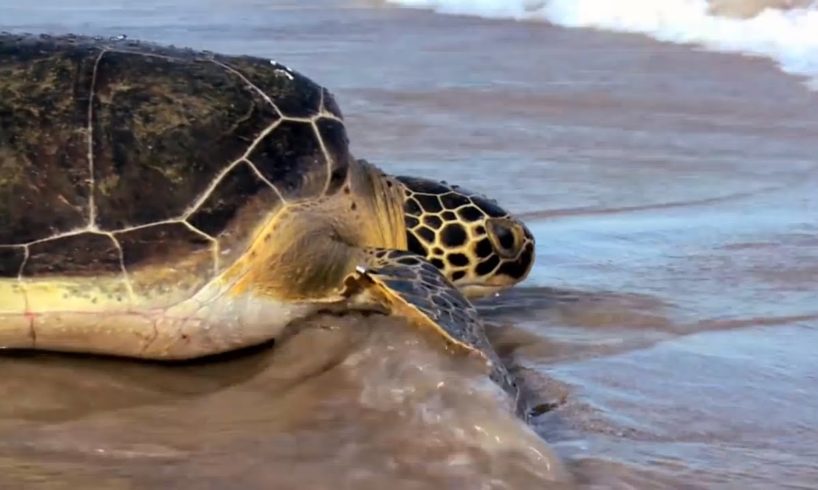 Voices of SeaWorld®: Animal Rescue | SeaWorld®