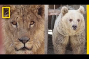 War-Torn Zoo's Last Surviving Animals Rescued in Mosul | National Geographic
