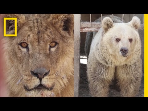 War-Torn Zoo's Last Surviving Animals Rescued in Mosul | National Geographic