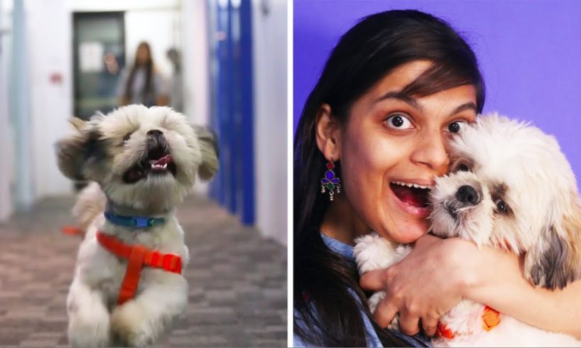 We Surprised Our Coworkers With The Cutest Puppies