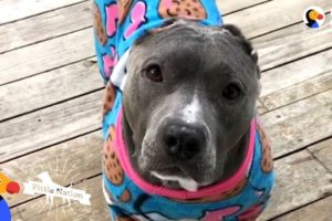 What Happens When You Adopt A Pit Bull | The Dodo Pittie Nation