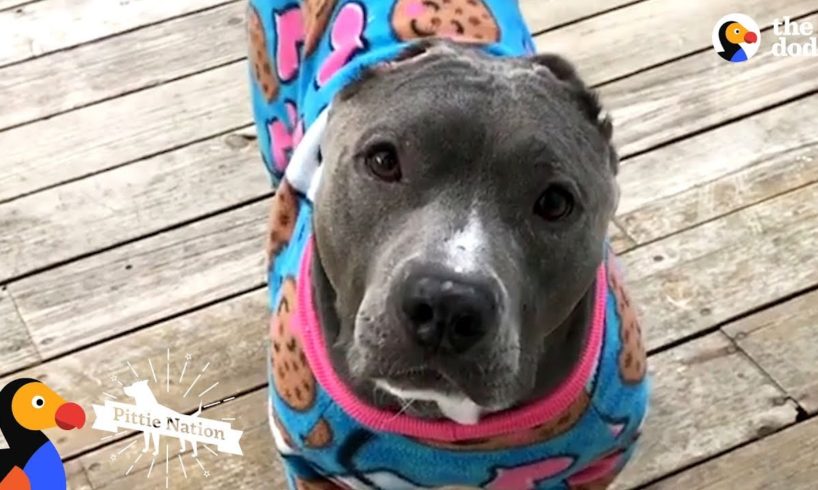 What Happens When You Adopt A Pit Bull | The Dodo Pittie Nation