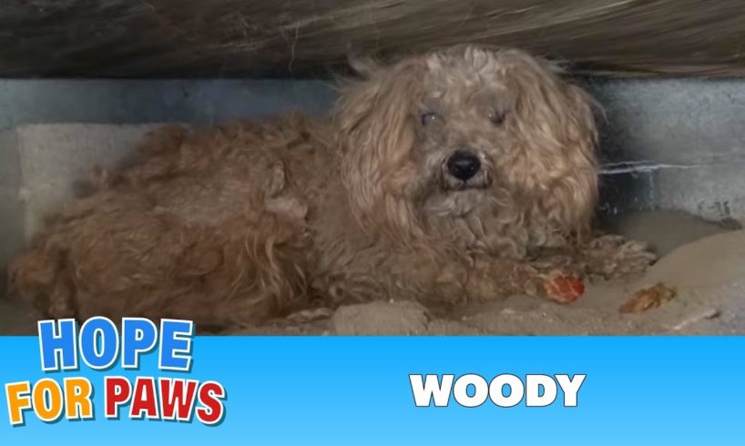 When the dog's owner died, he was left behind.  Watch what happens next!  Please share