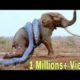 Wild Animal Attacks ! Amazing Wild Animals Attacks ! Craziest Animal Fights Caught On Camera !