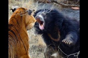 Wild Animals | Animal Planet | Wild Life Animals | animal fights 5