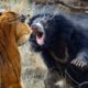 Wild Animals | Animal Planet | Wild Life Animals | animal fights 5