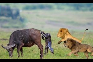Wild Animals Fights | Male Lion vs Buffalo, Video African Animals