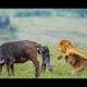 Wild Animals Fights | Male Lion vs Buffalo, Video African Animals
