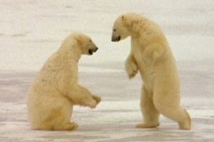 Wild Animals: Polar Bears Playing