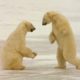 Wild Animals: Polar Bears Playing