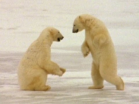 Wild Animals: Polar Bears Playing