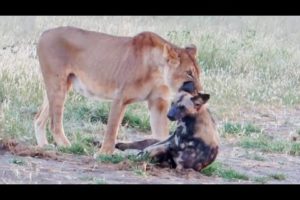 Wild Dog Plays Dead To Escape Lion