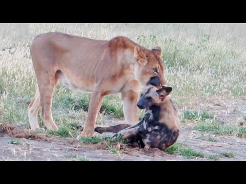 Wild Dog Plays Dead To Escape Lion