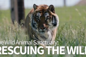 Wild Kingdom | The Wild Animal Sanctuary | Rescuing The Wild