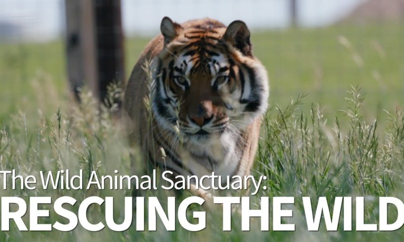 Wild Kingdom | The Wild Animal Sanctuary | Rescuing The Wild